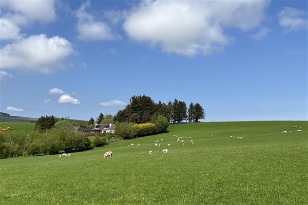 Sheep grazing in a field with Cowden Farmhouse in the background